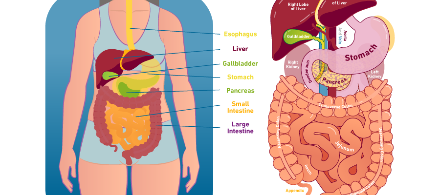 View of digestive illustration 