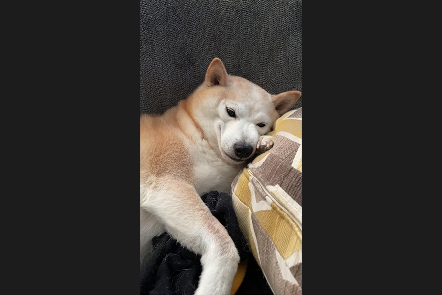 dog