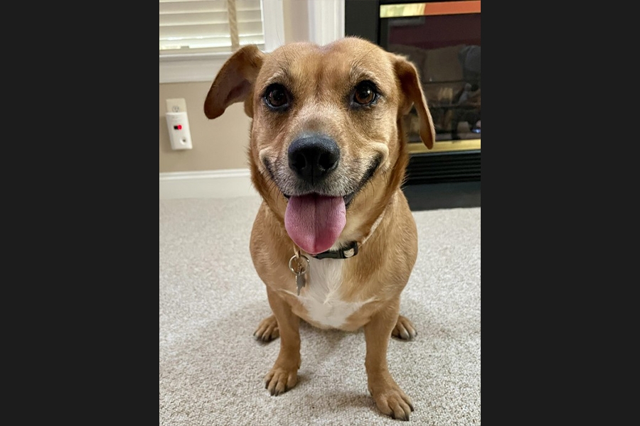 dog