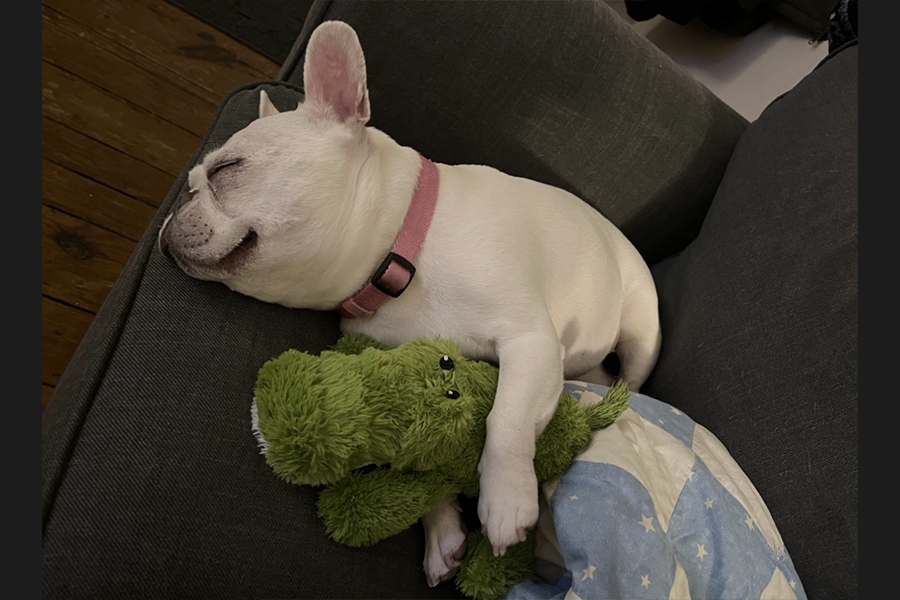 dog