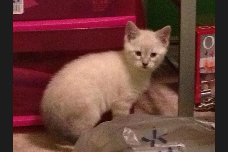 cat