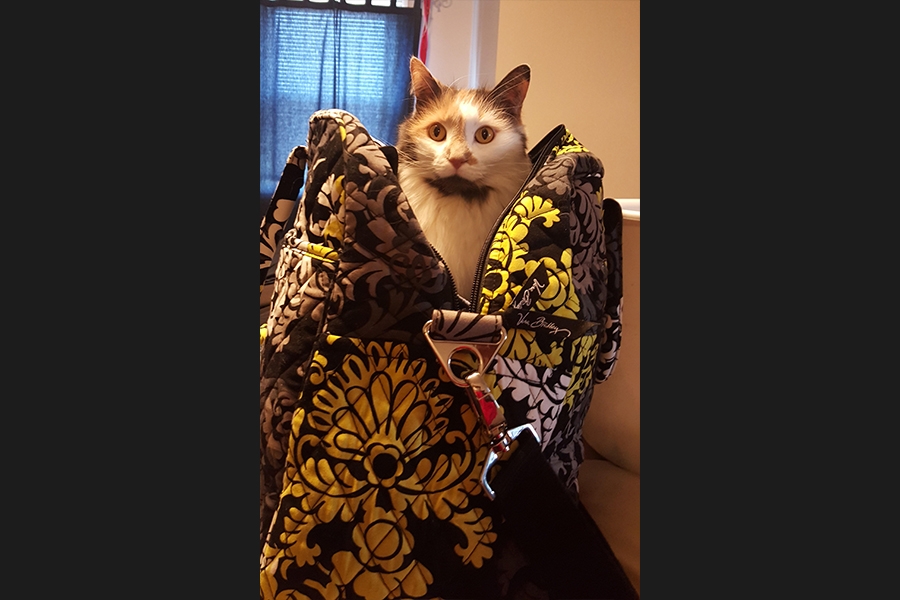 cat 