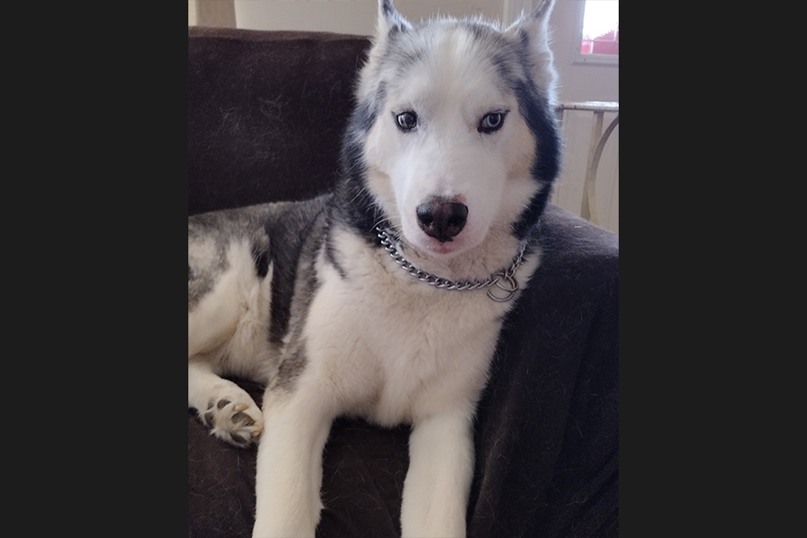 dog