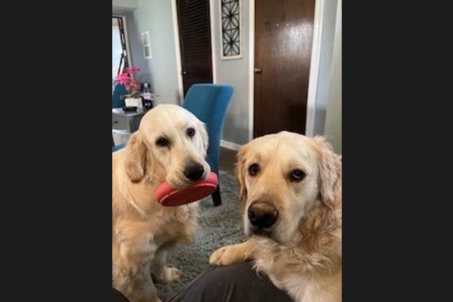 dogs