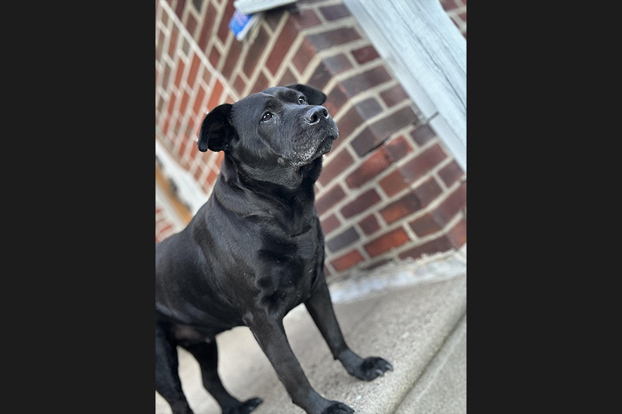 dog
