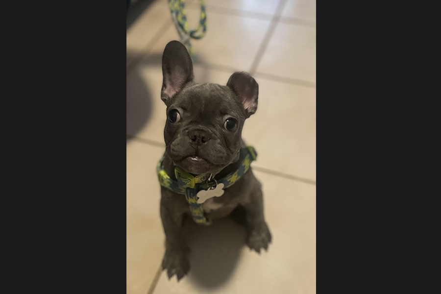  dog