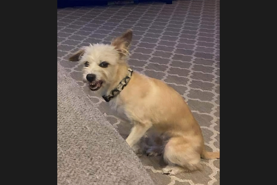 dog