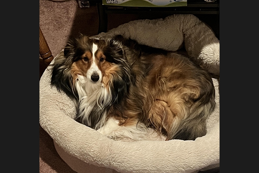dog
