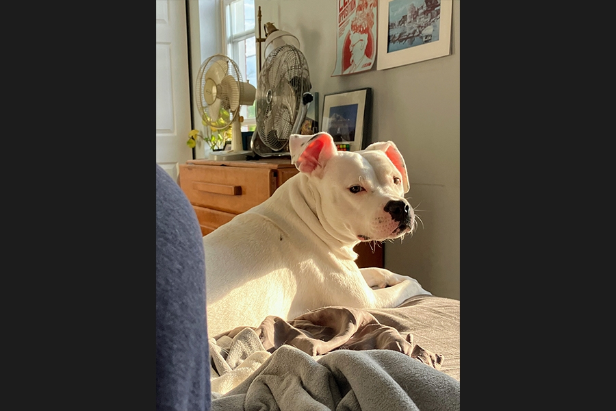 dog