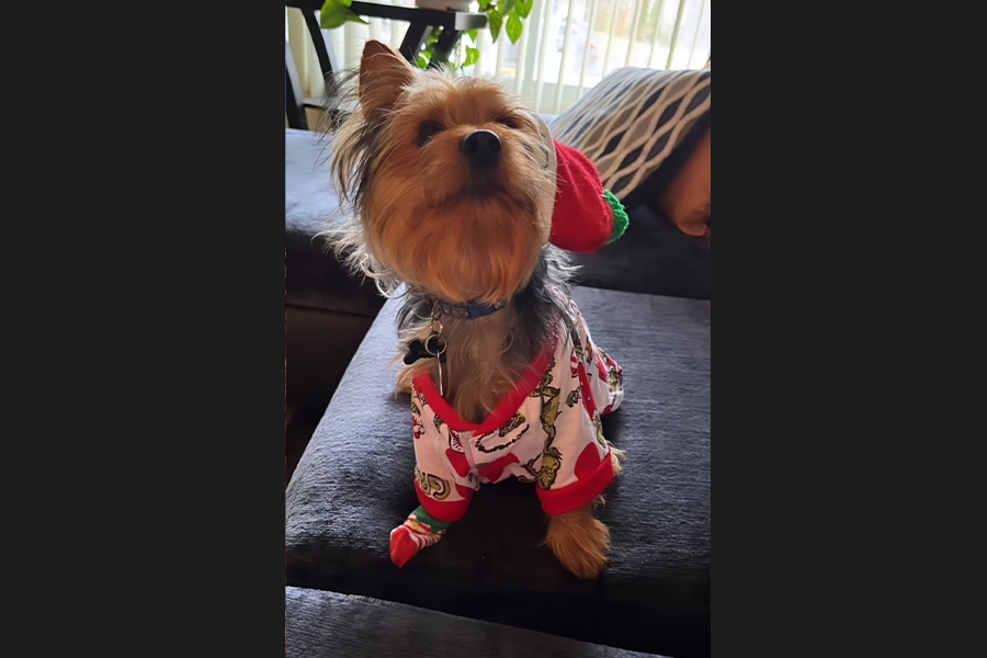 dog