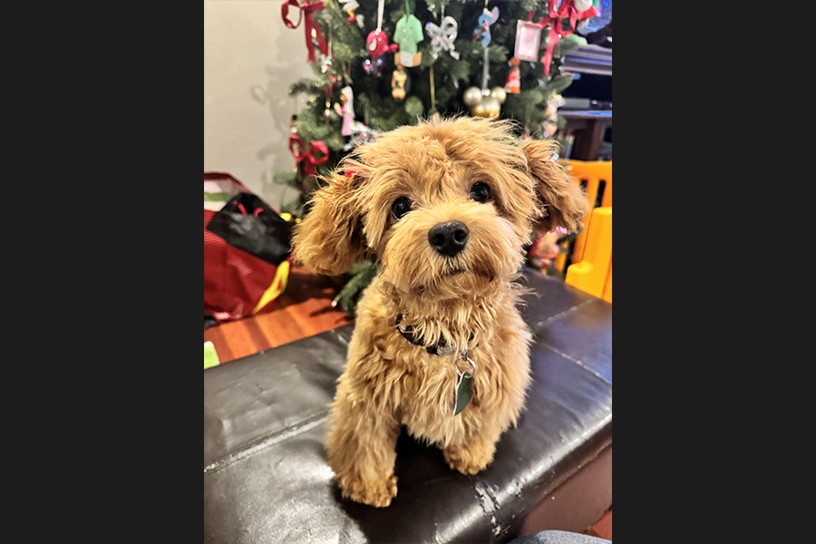 dog