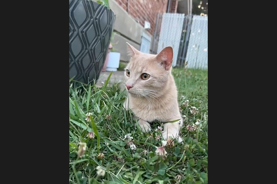 cat