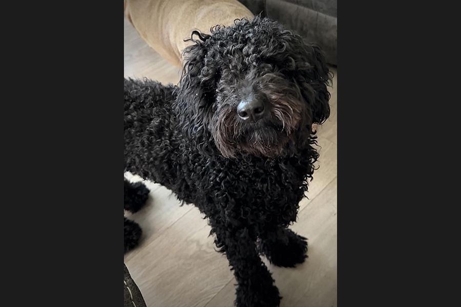 dog