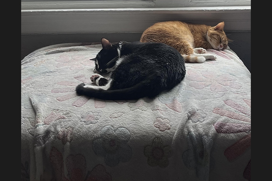 cats