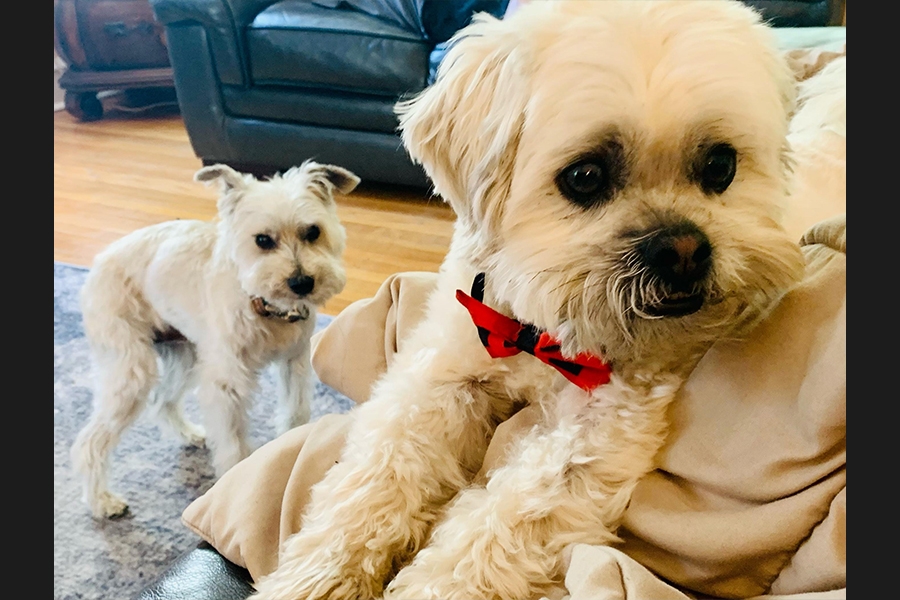2 dogs