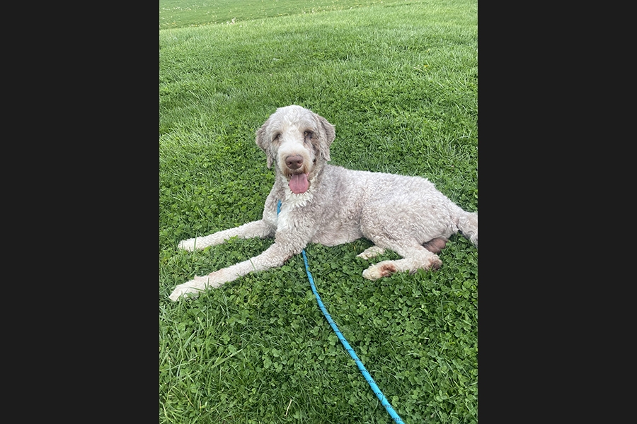 dog