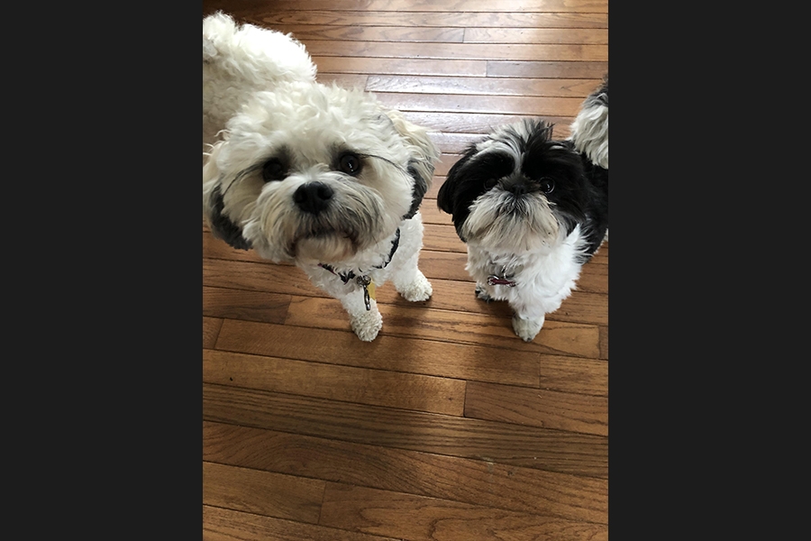 dogs