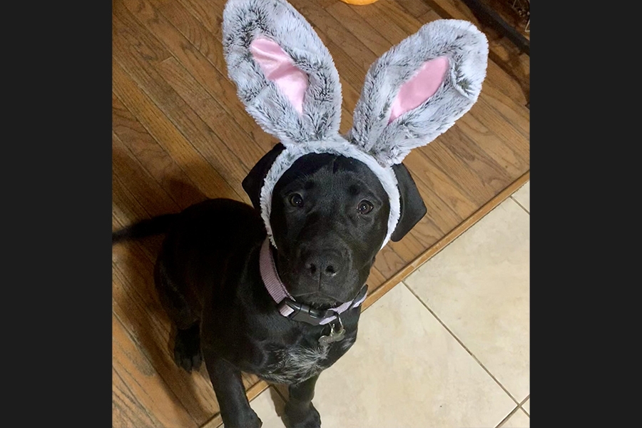 dog