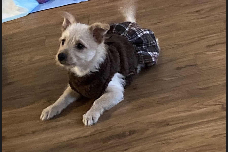 dog