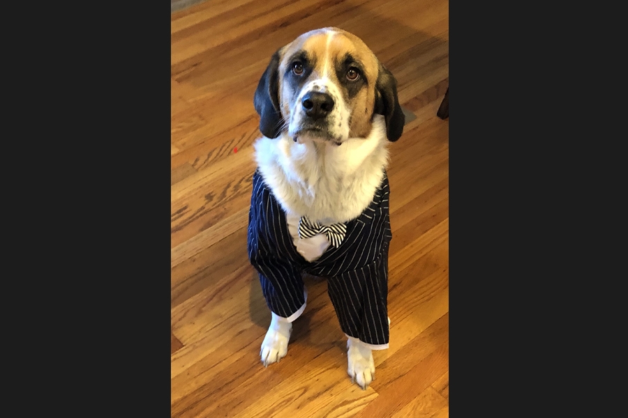 dog