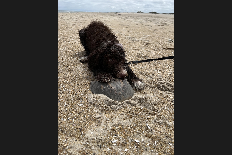 dog