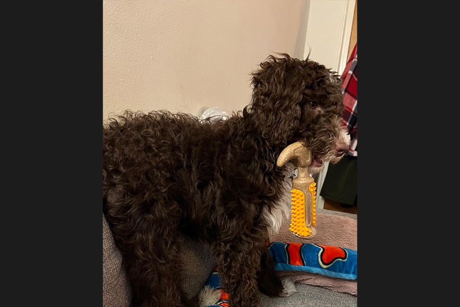 dog