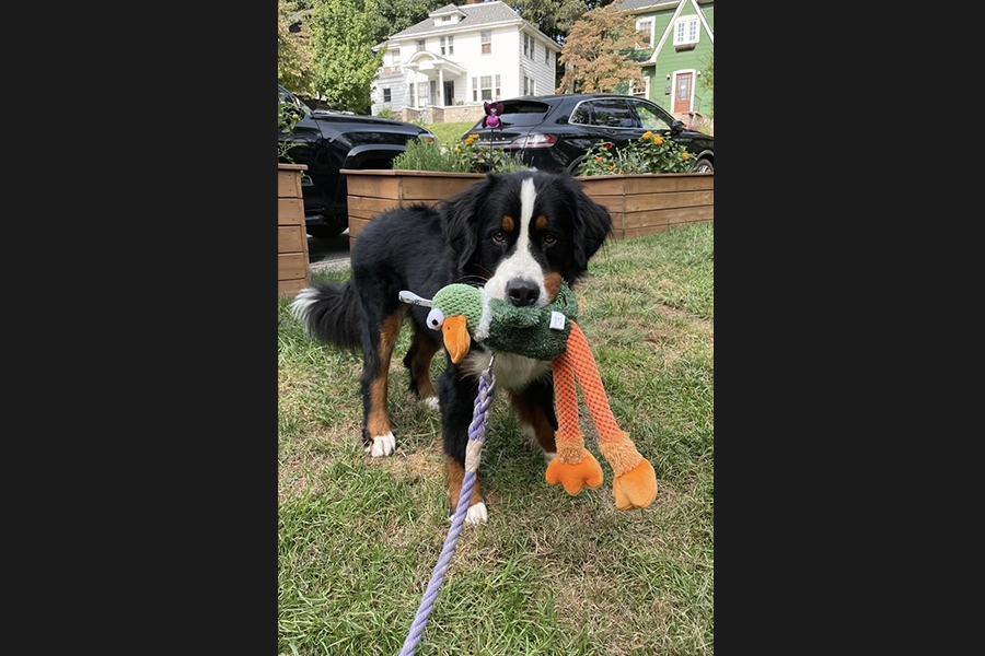 dog