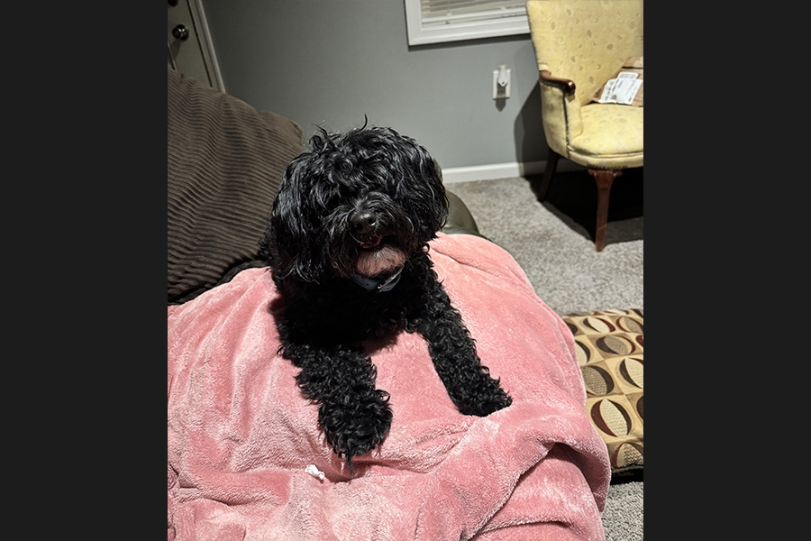 dog