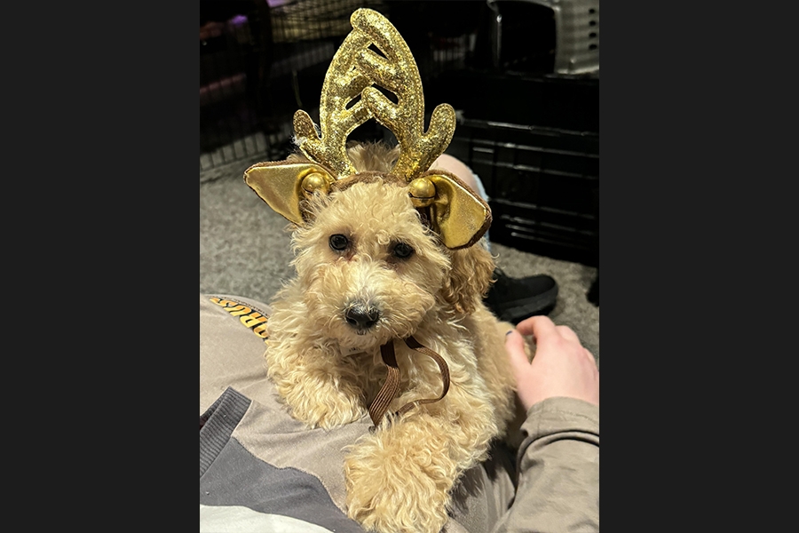 dog