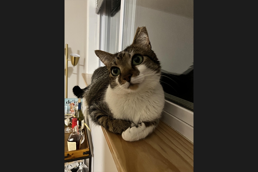 cat