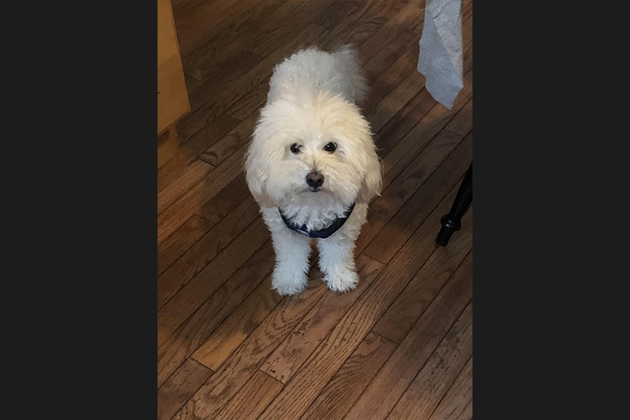 dog