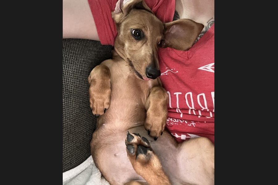 dog