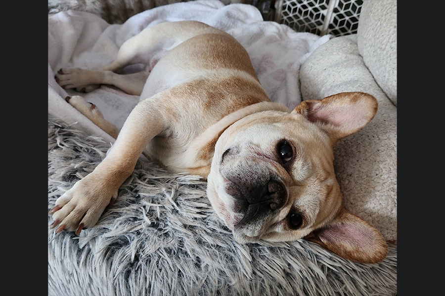 dog