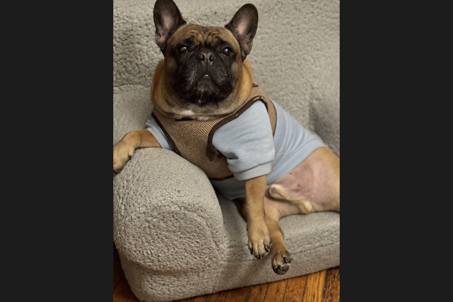 dog