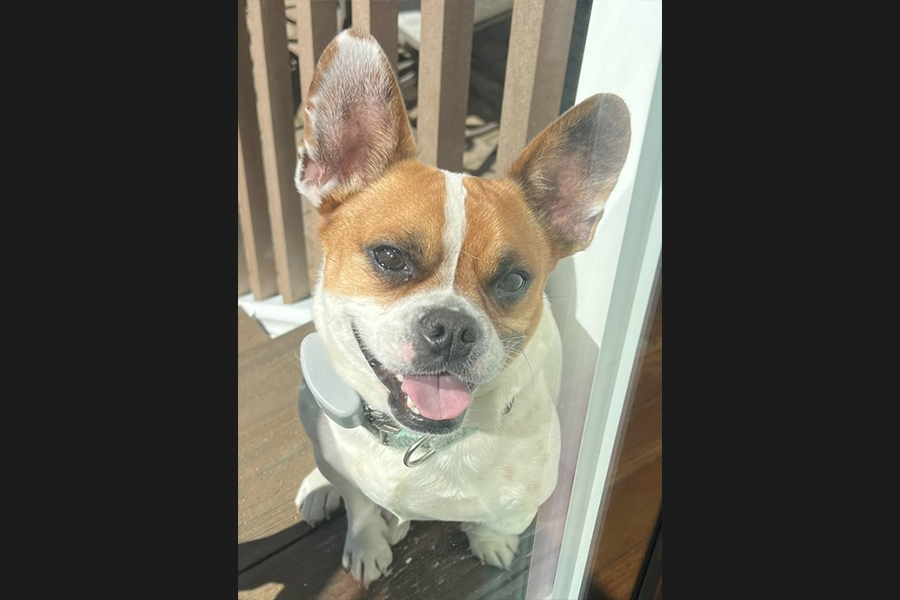 dog