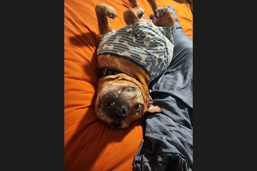 dog