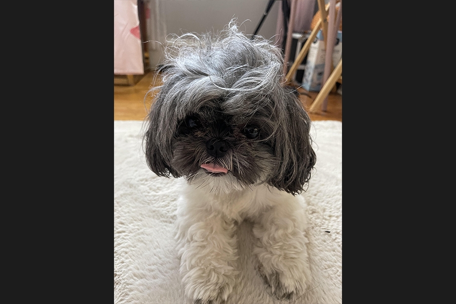 dog