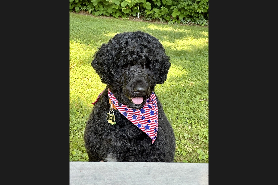 dog