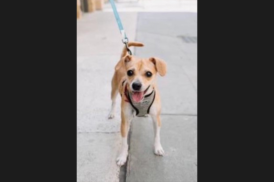 dog