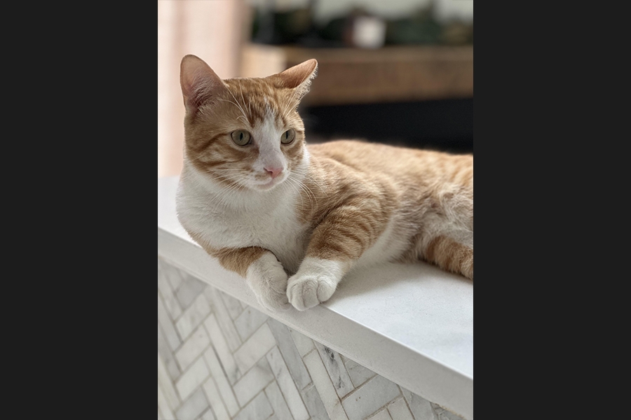 cat