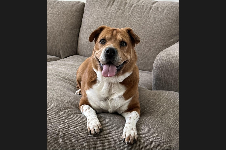 dog