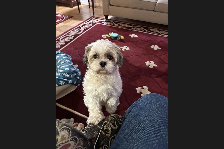 dog
