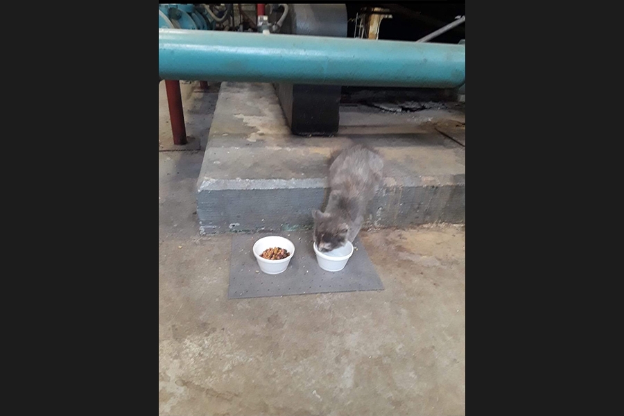 cat