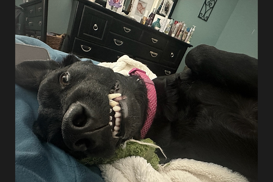 dog