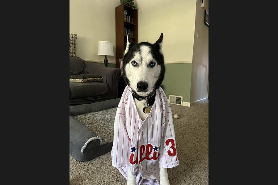 dog