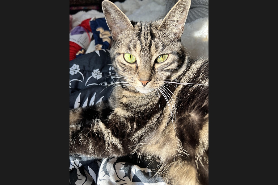cat