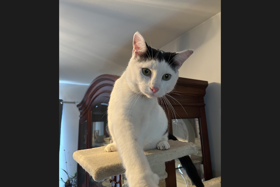 cat
