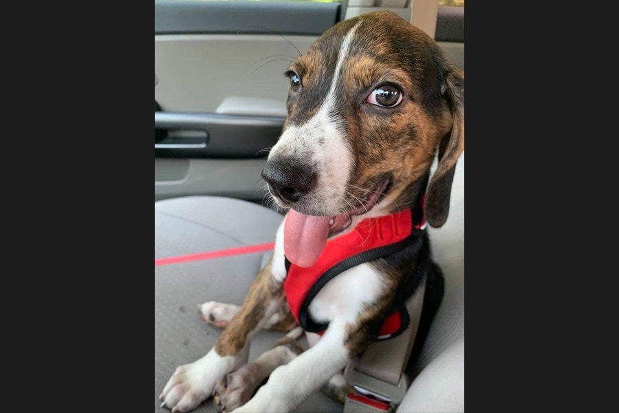 dog