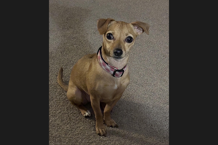 dog