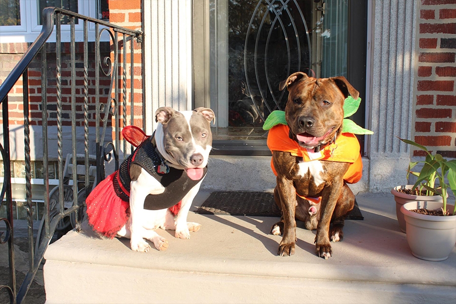 dogs